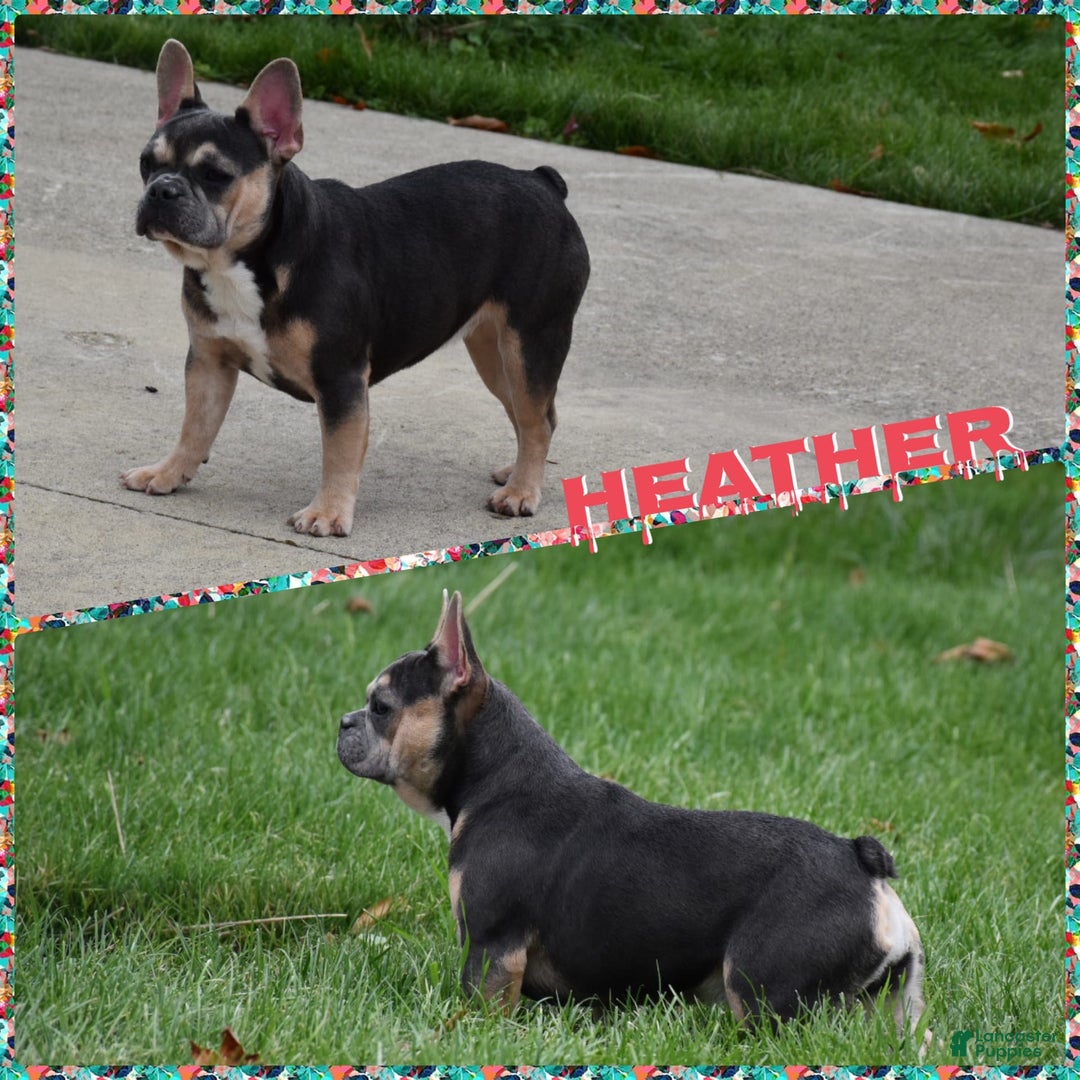 French Bulldog dogs for sale: Gemma - Image 9