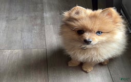 Pomeranian dogs for sale: Yogi - Image 4