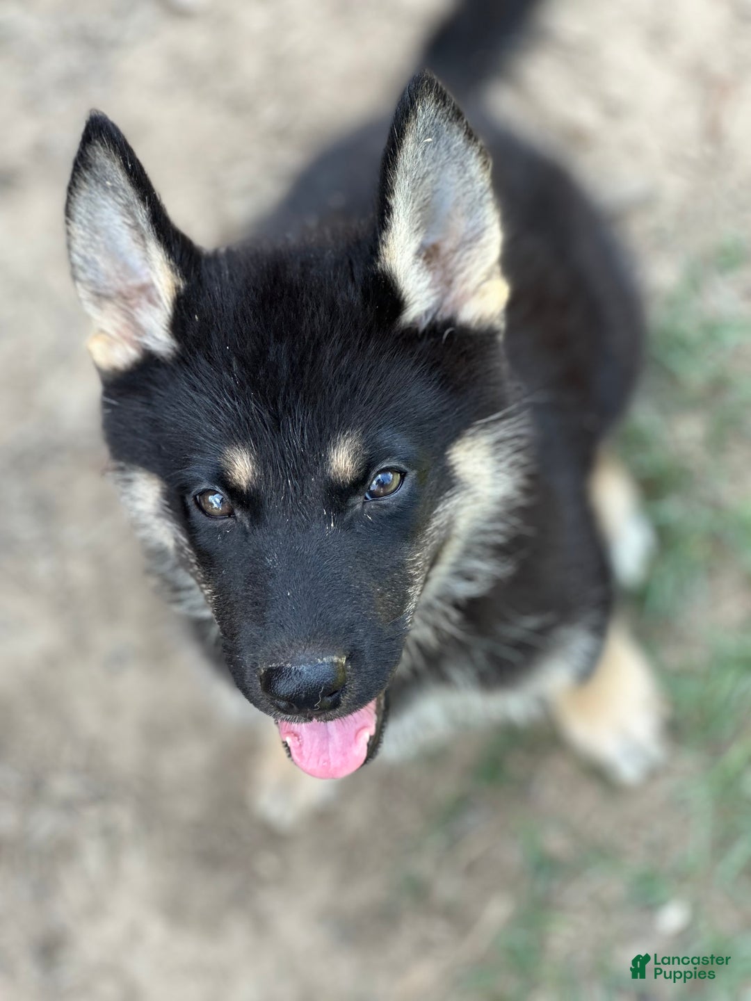 Gerberian Shepsky dogs for sale: Atticus - Image 2