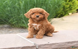 Toy Poodle dogs for sale: Lilac - Image 5
