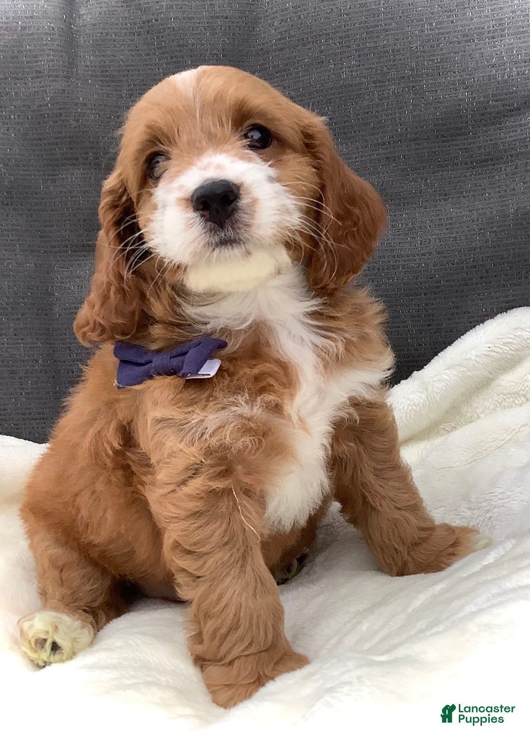 Cockapoo dogs for sale: Jake - Image 6