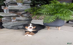 Bernese Mountain Dog dogs for sale: Cooper - Image 4