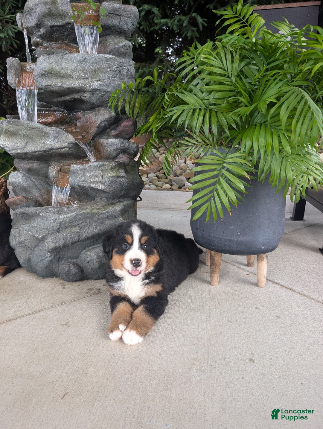 Bernese Mountain Dog dogs for sale: Cooper - Image 4