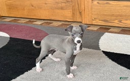 Italian Greyhound dogs for sale: Donny - Image 4
