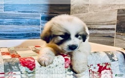 Great Pyrenees dogs for sale: Hank - Image 1