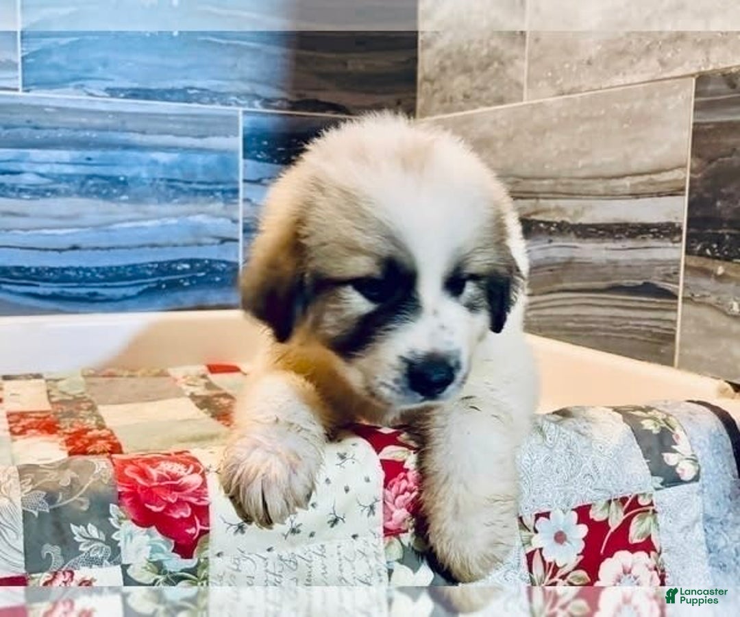 Great Pyrenees dogs for sale: Hank - Image 1