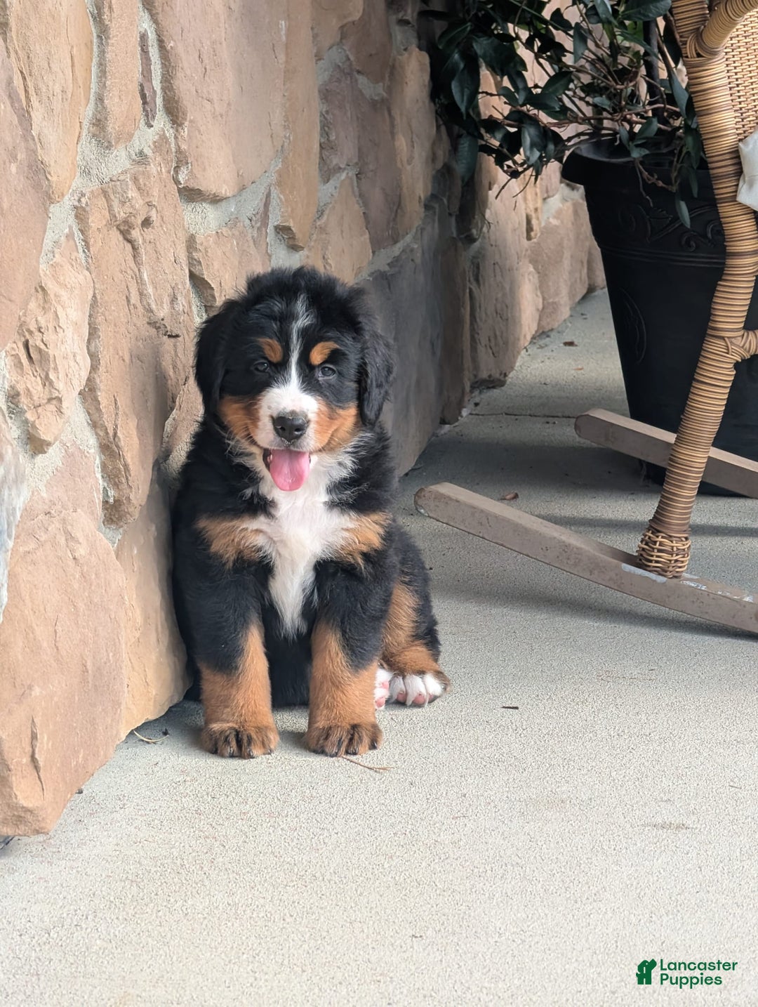 Bernese Mountain Dog dogs for sale: Jazzy - Image 2