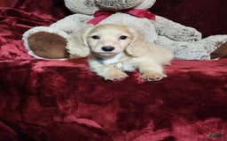 Miniature Dachshund dogs for sale: Tucker - Image 10