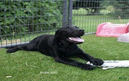 Labrador Retriever dogs for sale: Male 680 - Image 2
