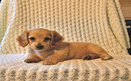 Miniature Dachshund dogs for sale: Honey - Image 5