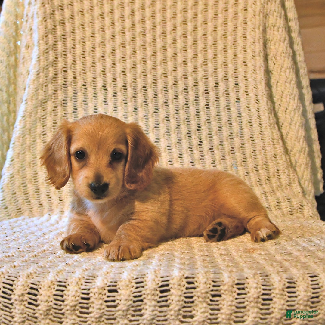 Miniature Dachshund dogs for sale: Honey - Image 5