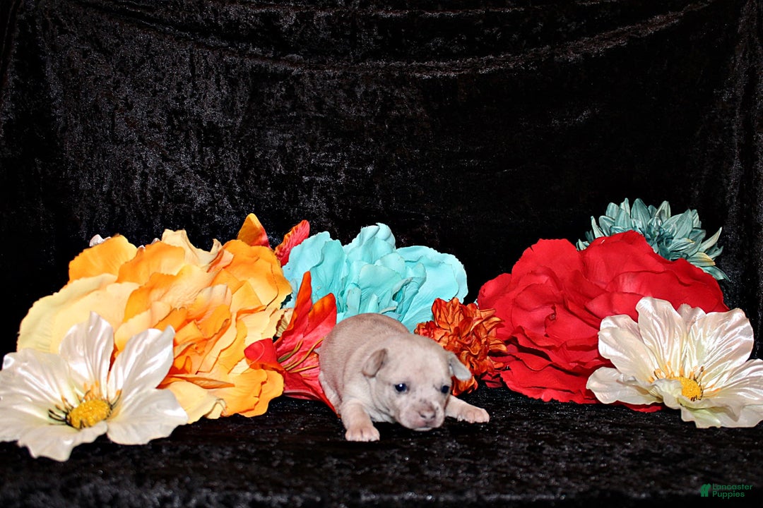 Chihuahua dogs for sale: Zax - Image 3