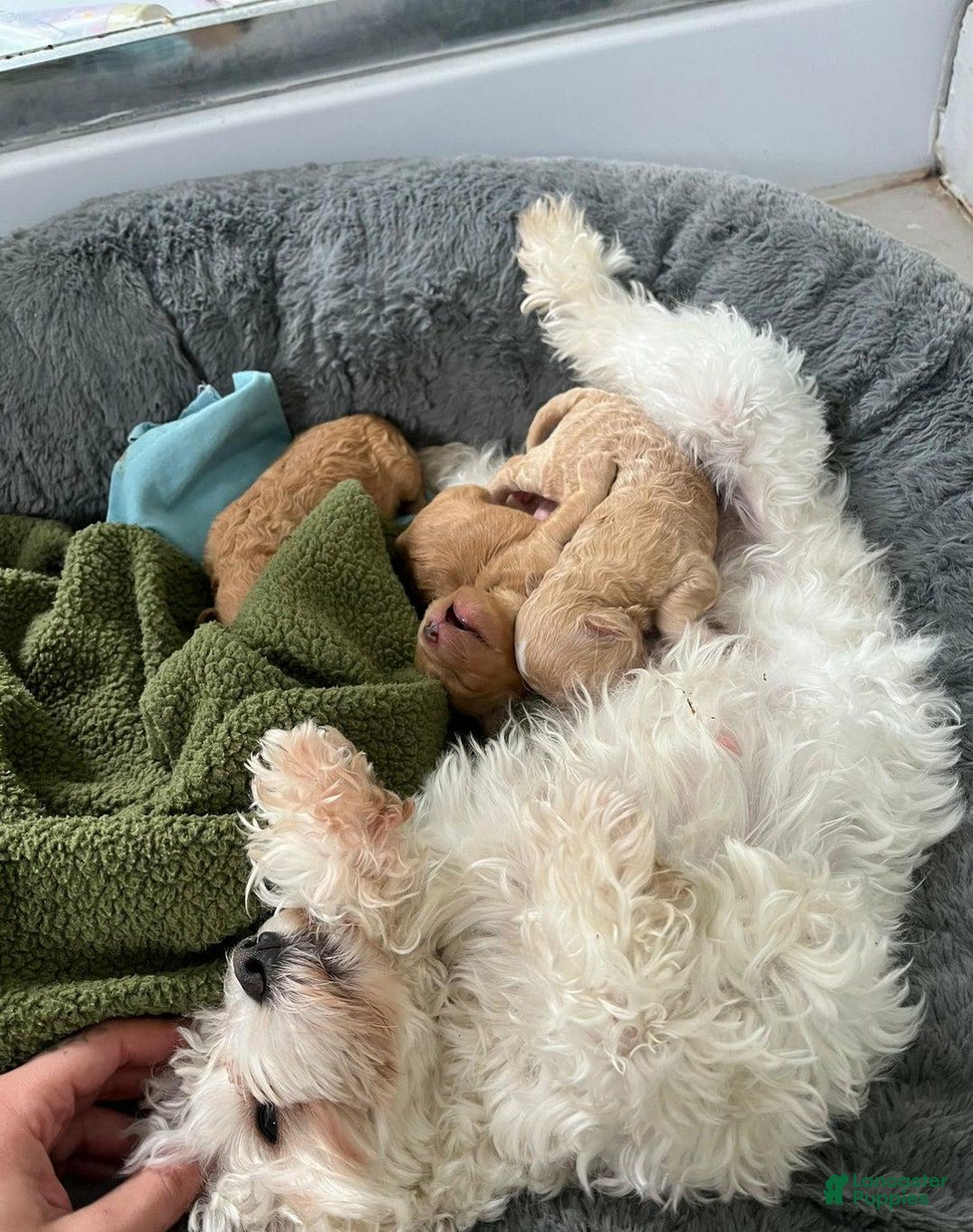 Maltipoo dogs for sale: Harley - Image 5