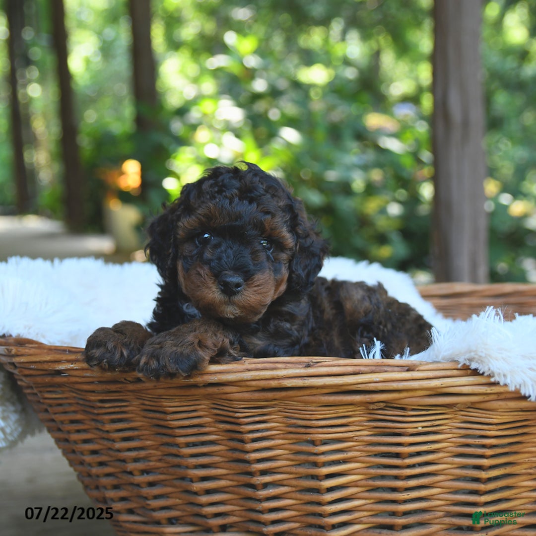 Miniature Poodle dogs for sale: Lucky - Image 4