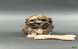 Havanese dogs for sale: OZZIE - Image 4