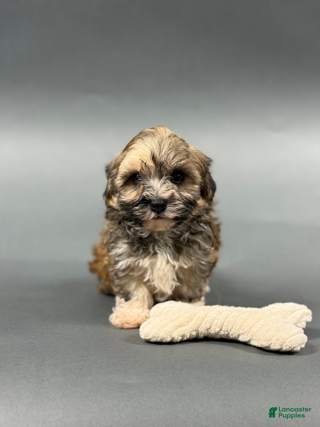 Havanese dogs for sale: OZZIE - Image 4