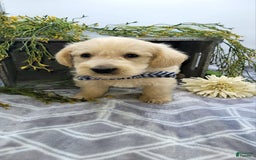 West Highland Terrier dogs for sale: Jude - Image 2