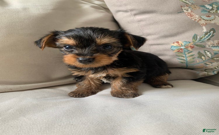 Yorkshire Terrier dogs for sale - Ad 1