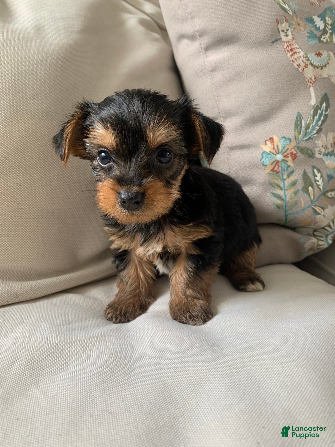 Yorkshire Terrier dogs for sale: Max - Image 1