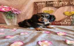 Miniature Dachshund dogs for sale: Oliver - Image 7