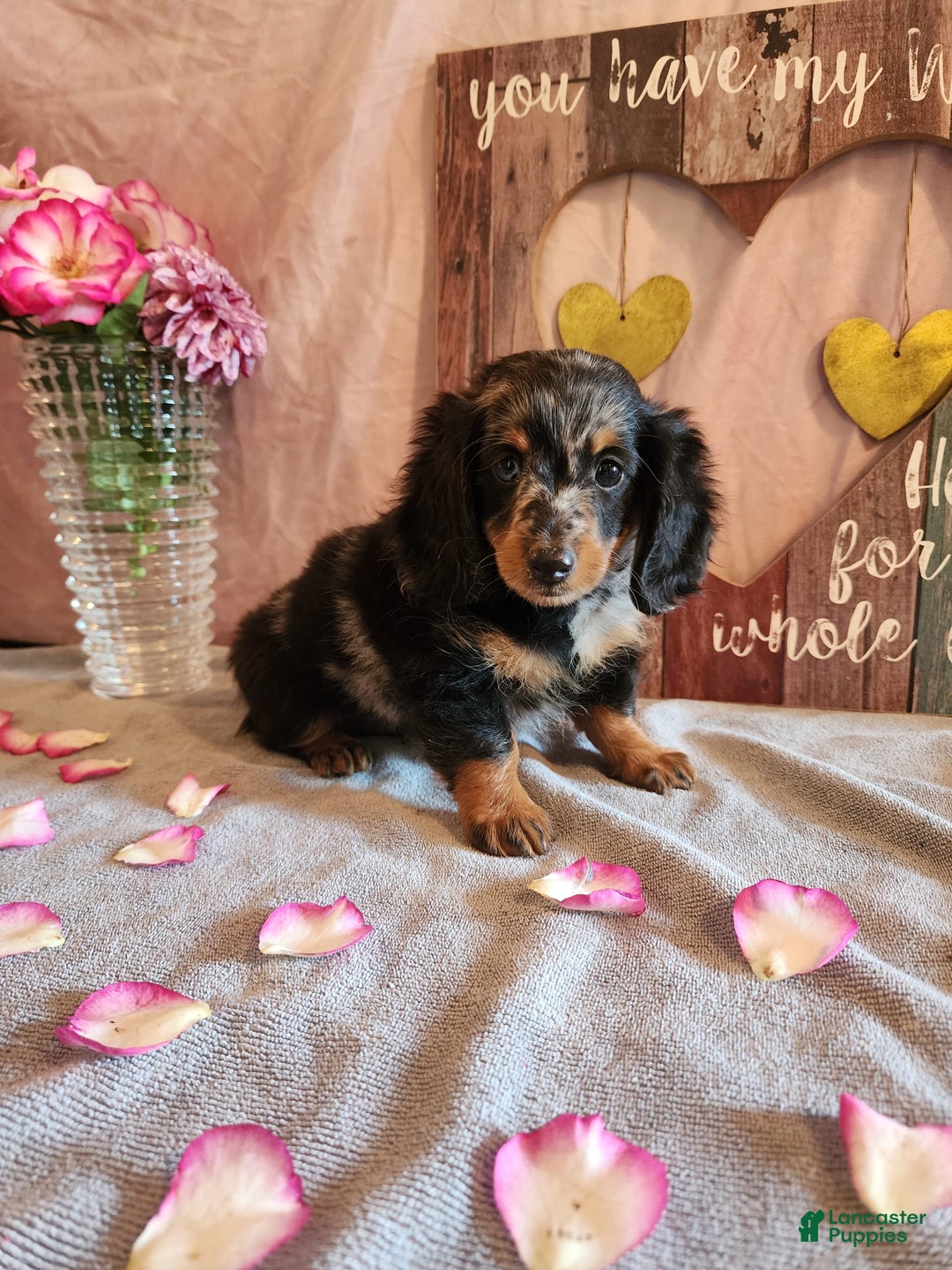 Miniature Dachshund dogs for sale: Oliver - Image 7