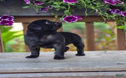 Pug dogs for sale: Lollipop - Image 8