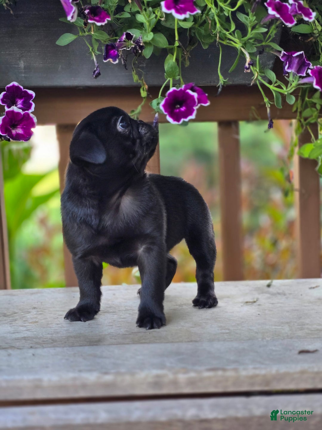Pug dogs for sale: Lollipop - Image 8
