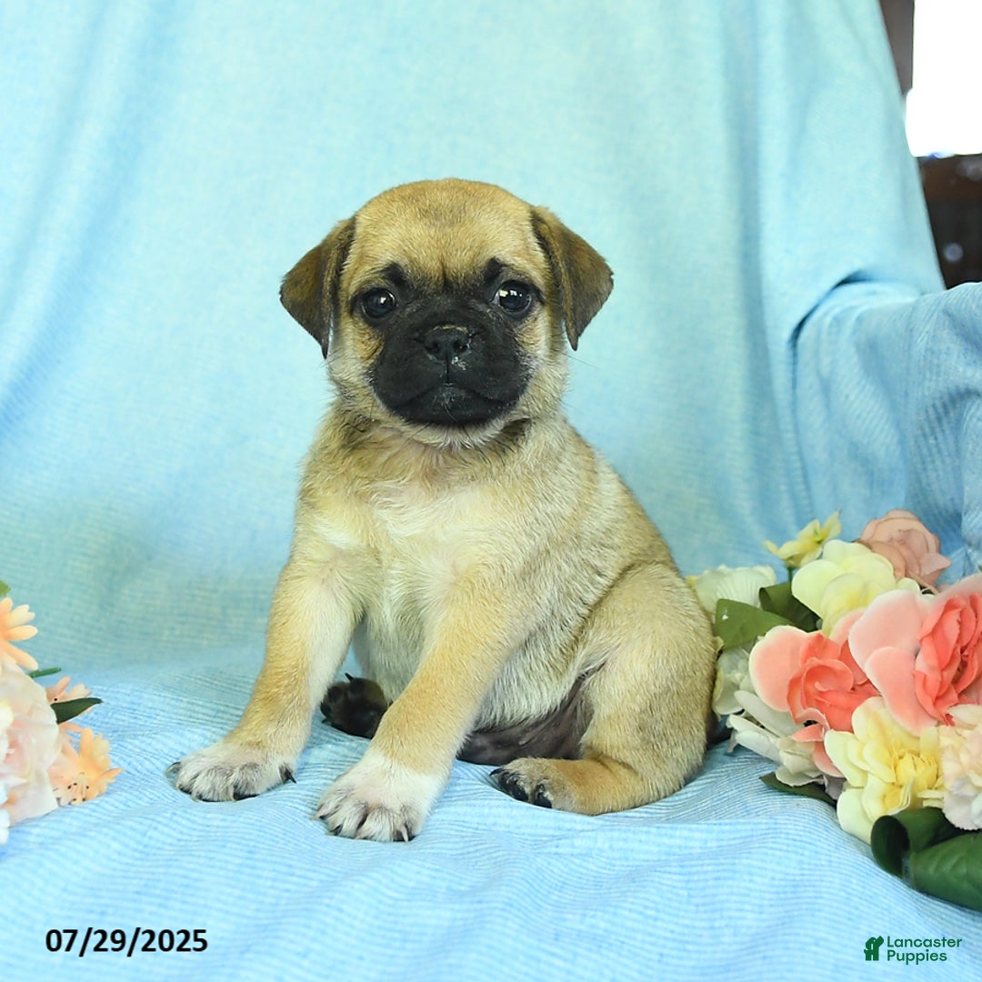 Pug dogs for sale: Apricot - Image 4