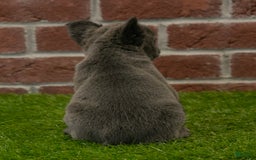 French Bulldog dogs for sale: Sara - Image 4