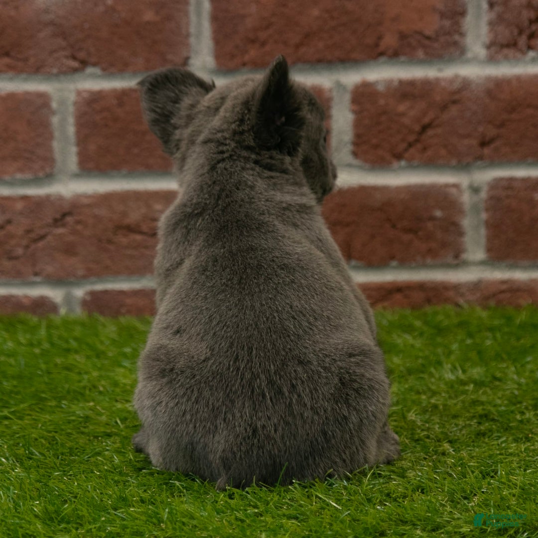 French Bulldog dogs for sale: Sara - Image 4