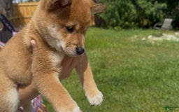 Shiba Inu dogs for sale: Koda - Image 4