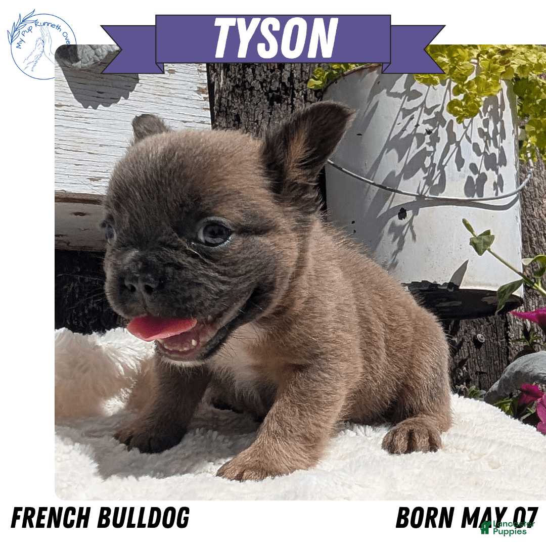 French Bulldog dogs for sale: Tyson - Image 15
