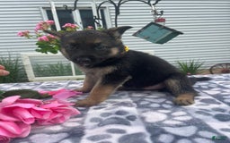 German Shepherd dogs for sale: Gloria - Image 3