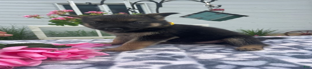 Gloria