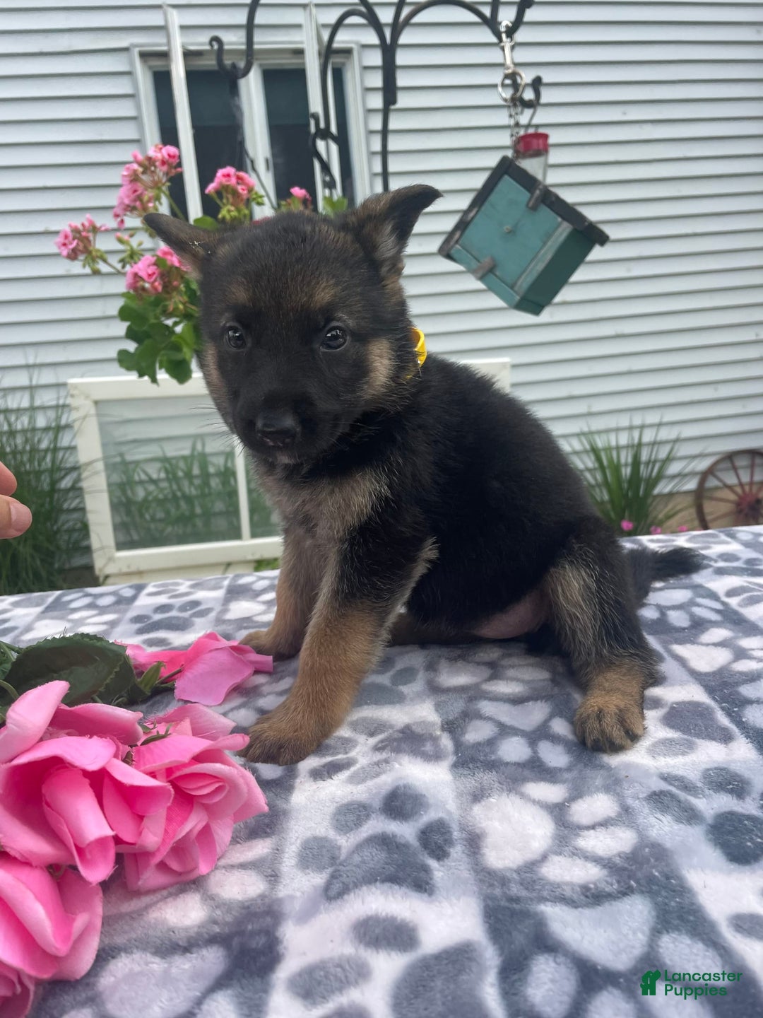 German Shepherd dogs for sale: Gloria - Image 3
