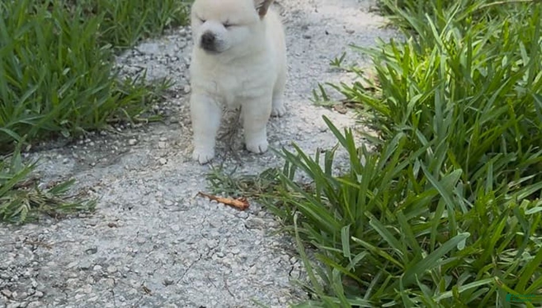 Shiba Inu dogs for sale: Yuki - Image 18