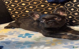 French Bulldog dogs for sale: Star - Image 1