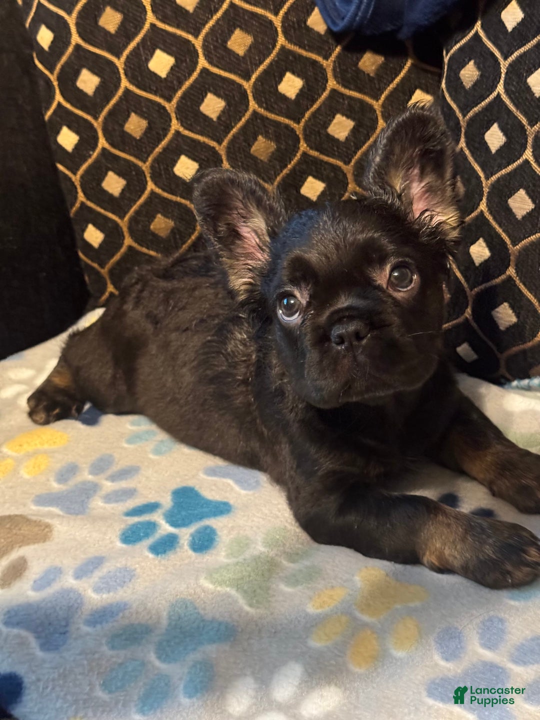 French Bulldog dogs for sale: Star - Image 1