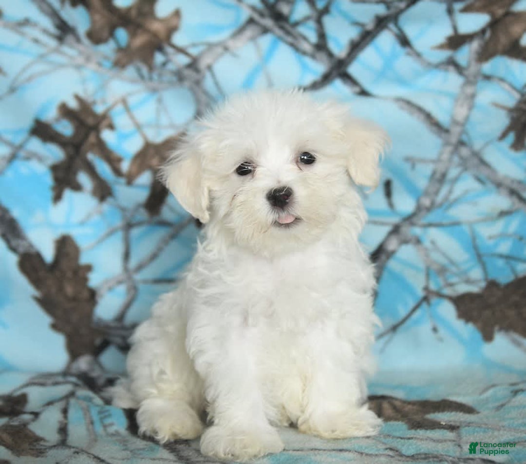Maltese dogs for sale: Jasper - Image 10