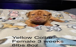 Dogue De Bordeaux dogs for sale: Pink Collar Female - Image 7
