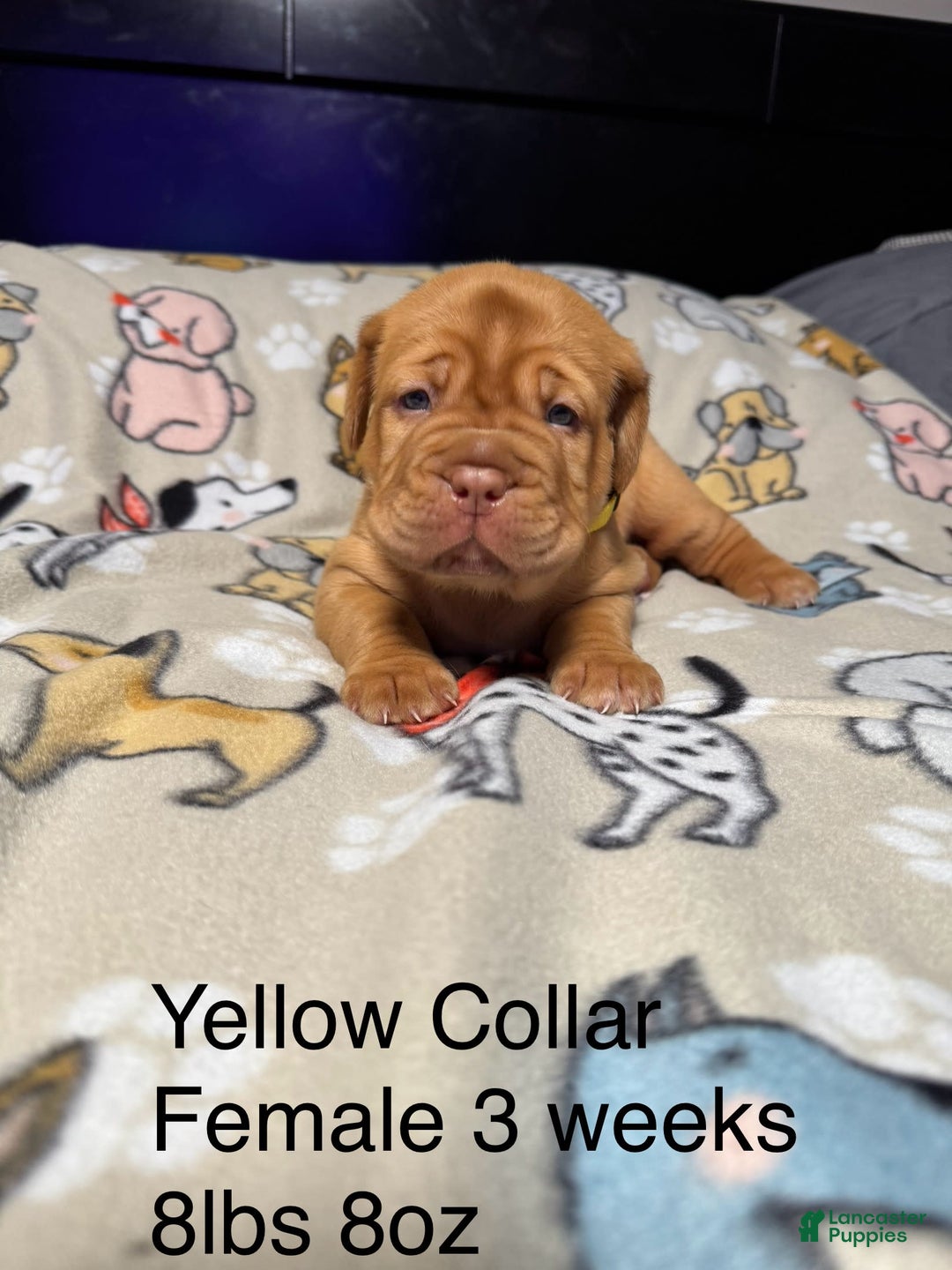 Dogue De Bordeaux dogs for sale: Pink Collar Female - Image 7