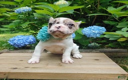 French Bulldog dogs for sale: Athena Akc - Image 46