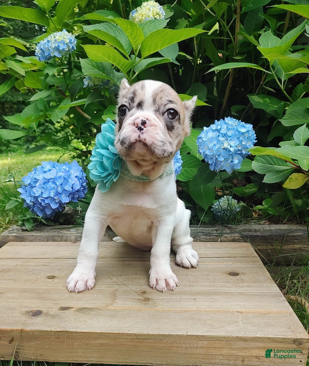 French Bulldog dogs for sale: Athena Akc - Image 46