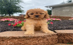 Cavapoo dogs for sale: Nellie - Image 7