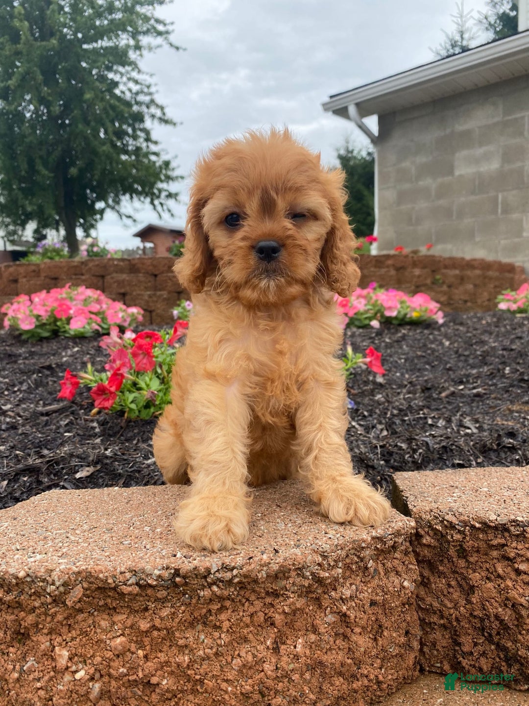 Cavapoo dogs for sale: Nellie - Image 7
