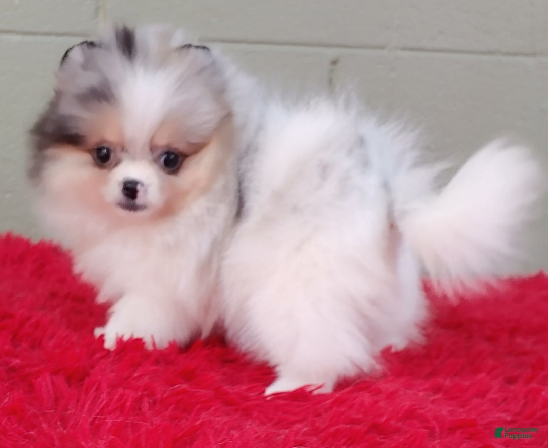 Pomeranian dogs for sale: Sparkle - Image 3
