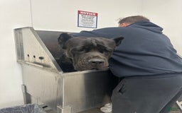 Cane Corso dogs for sale: Midge - Image 3