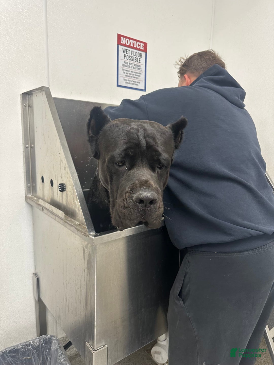 Cane Corso dogs for sale: Midge - Image 3