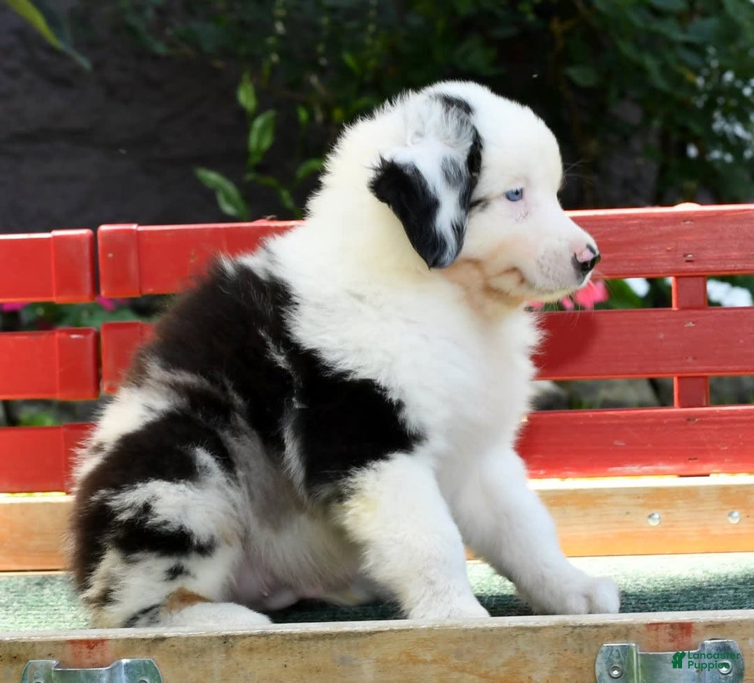 Australian Shepherd dogs for sale: Bingo - Image 2