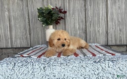 Mini Goldendoodle dogs for sale: Angie - Image 22